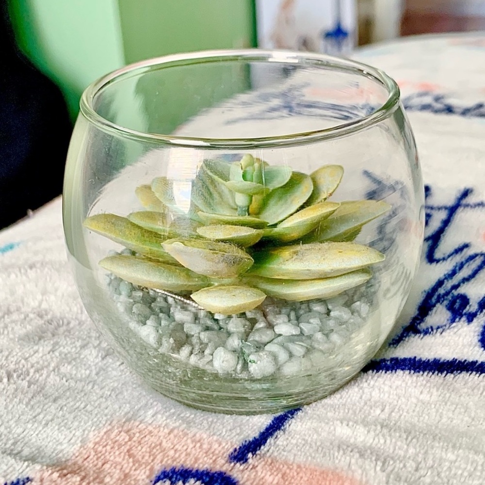 Glass Terrarium Faux Green Succulent Home Cute Mini Decor Accent Art Display - Picture 2 of 5